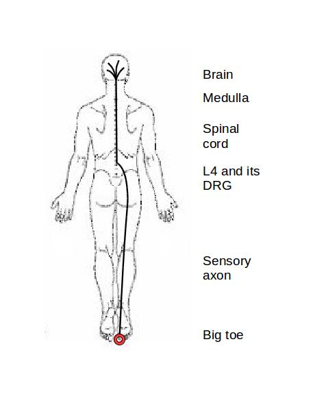 A Signal from the Big Toe
